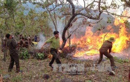 Tăng cường phòng, chống cháy rừng mùa khô 2017 ảnh 1